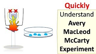 Avery MacLeod McCarty experiment [upl. by Samy]