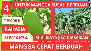 Cara Memaksa Pohon Mangga Cepat Berbuah [upl. by Gerius69]