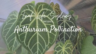 A Guide to Anthurium Pollination [upl. by Jump]