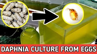 HOW TO HATCH DAPHNIA EGGS  HOW TO CULTURE DAPHNIA [upl. by Fisa]