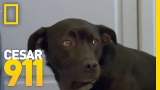 How To Build A Dogs SelfEsteem  Cesar 911 [upl. by Magavern]