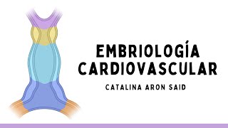 Embriología cardiovascular [upl. by Adna]