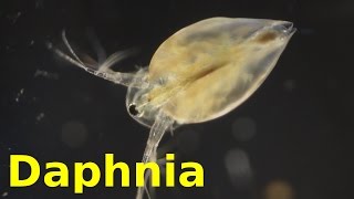 Daphnia [upl. by Essyle]