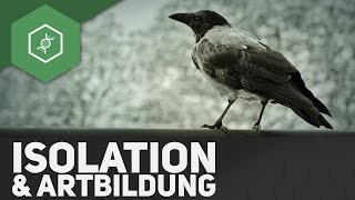 Isolation amp Artbildung  Evolutionsfaktoren 5 [upl. by Ydnar]