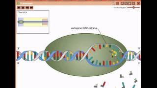 Biologie  Proteinbiosynthese  Transkription Neu [upl. by Erlina]