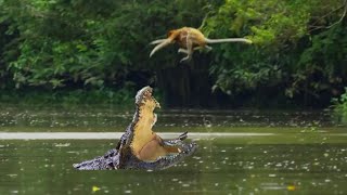 Proboscis Monkeys Jump to cross a river but falls in to crocodile mouth [upl. by Seldun]