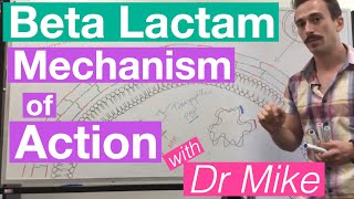 βlactam  Mechanism of Action and Resistance [upl. by Boaten]