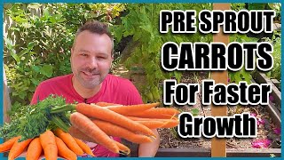 How to Grow Carrots Best way to Pre sprout Carrot Seeds [upl. by Aisital]