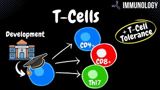 T Cells Development Helper CD4 Cytotoxic CD8 Th17 Tolerance  Immunology [upl. by Libbie968]