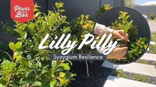 If I had to choose an easy evergreen hedge Id choose you quotSyzygium Resilience quot Lilly Pilly quot [upl. by Christenson]