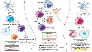 Helper T Cells [upl. by Raleigh831]