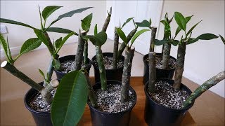 Frangipani Cuttings [upl. by Lewert]