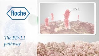 Cancer immunotherapy  The PDL1 pathway [upl. by Kylie]