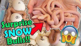 Baby Ghost Bullsnakes Hatching with surprise snows [upl. by Emyaj128]