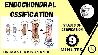 Endochondral ossificationCartilagenous ossification  simplified version [upl. by Artek]