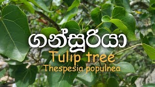 Gansuriya  Gansooriya  Tulip tree  Portia  Thespesia populnea  Ayurvedic plants [upl. by Aratihc]