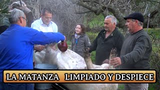 TRADICIÓN quot LA MATANZA quot 2020  LIMPIADO Y DESPIECE DEL CERDO [upl. by Ferwerda]