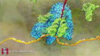 mRNA Translation Advanced [upl. by Lucrece]