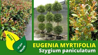 Eugenia or Syzygium Shrub  Syzygium paniculatum  Hardy Hedge or Container Plant [upl. by Reger]