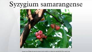 Syzygium samarangense [upl. by Doggett316]