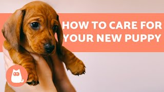 How to TAKE CARE of a PUPPY 🐶 Complete Guide to Puppy Care [upl. by Kenweigh]