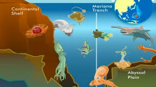 10 Facts About The Mariana Trench [upl. by Dov]