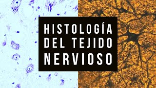 Histologia del Tejido nervioso práctico [upl. by Ury]