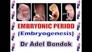 Embryonic Period Embryogenesis Dr Adel Bondok [upl. by Cassady986]