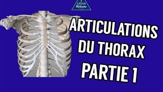 Articulations du thorax Partie 1 [upl. by Dilisio]