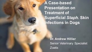 A Casebased Presentation on Treatment of Staph Skin Infections in Dogs [upl. by Patrizio]