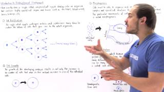 Introduction to Embryological Development [upl. by Kathrine526]