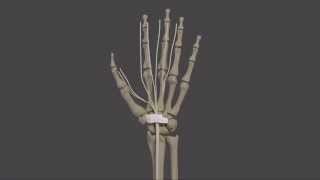 CARPAL TUNNEL SYNDROME Causes Signs and Symptoms Diagnosis and Treatment [upl. by Heer617]