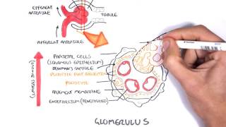 Nephrotic Syndrome  Types and pathology histology [upl. by Sivra]