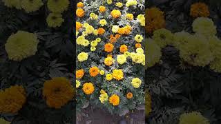 ১৪ প্রকার পুষ্প 14 types of flowers [upl. by Atived]