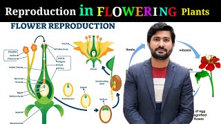 Reproduction in Angiosperms  life cycle of flowering plants  Double fertilization class 12 Biology [upl. by Eladnar]