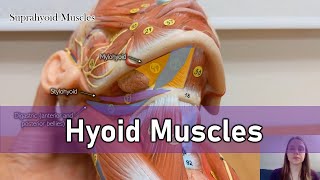 Hyoid muscles [upl. by Farny816]