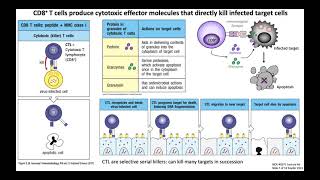 Lecture 4d T Cell Function [upl. by Rats124]