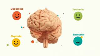 Los Químicos de Felicidad dopamina serotonina ocitocina y endorphina [upl. by Oicram814]