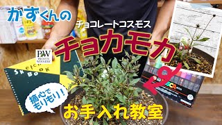 【摘芯と花がら摘み徹底解説】どこで切ったらいいの？イラストと実戦でわかりやすく徹底解説します！全国の視聴者さんとチョカモカ対決イベント絶賛開催中♪ [upl. by Astrahan]