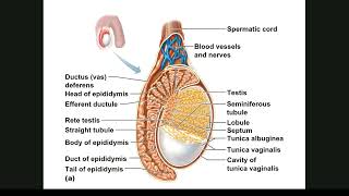 014 Reproductive System Male [upl. by Eidnak462]