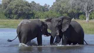 The Beauty of Wild Nature  National Geographic Documentary 2020 HD 1080P [upl. by Jari]