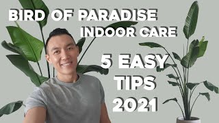 Bird of Paradise Indoor Care  5 Easy Care Tips  Strelitzia Nicolai amp Reginae Plant Tips [upl. by Stanfill664]