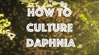 How To Culture Daphnia Magna [upl. by Tnafni]