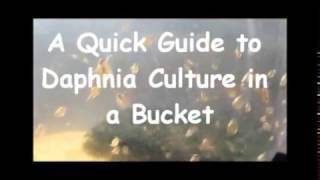 How to culture daphnia outside [upl. by Delila199]