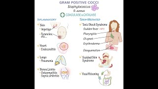 Gram Positive Cocci Overview [upl. by Oinoitna]