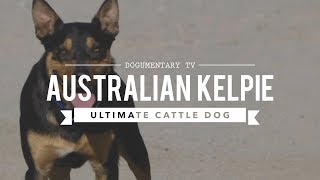 ALL ABOUT WORKING AUSTRALIAN KELPIES [upl. by Ila179]