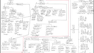 Microbiology Algorithm Gram Positive Cocci [upl. by Reuben]