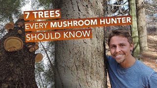 7 Trees Every Mushroom Hunter Should Know [upl. by Alaine]