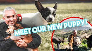 INTRODUCING OUR NEW PUPPY SPOT [upl. by Oiziruam]