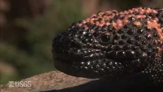 Gila Monster [upl. by Gruber]